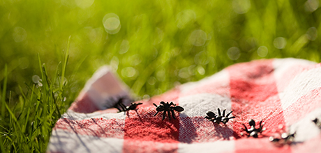 ants at a picnic