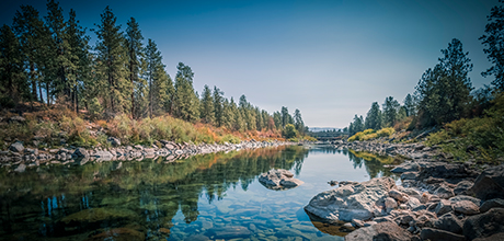 river and pine trees