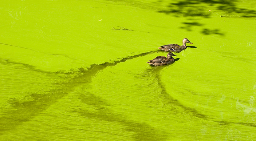 two ducks swim in water filled with algae