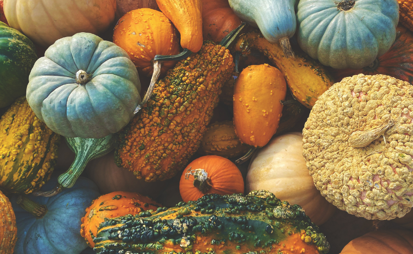 Gourds and Pumpkins