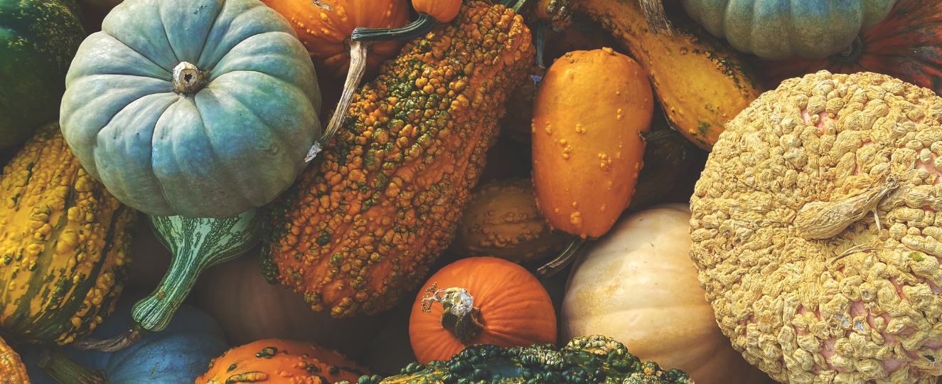 Gourds and Pumpkins