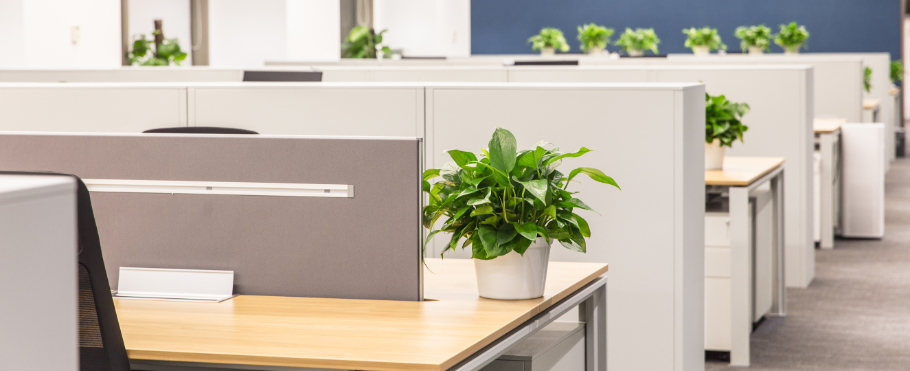 Rows of cubicles in an office